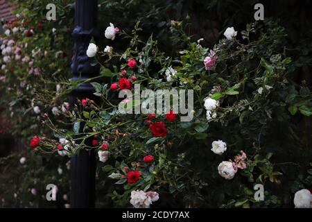 Muro di di rose bianche, rosa e rosse Foto Stock