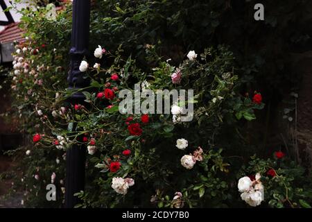 Muro di di rose bianche, rosa e rosse Foto Stock