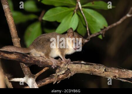 Un piccolo lemure di topo su un ramo, preso di notte Foto Stock