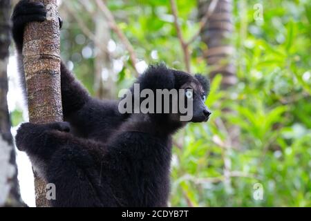 Ritratto dei lemuri Indri in una foresta pluviale del Madagascar Foto Stock