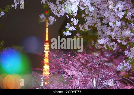 Torre di Tokyo visibile nella ciliegia sopra Foto Stock