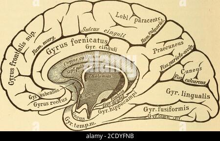 . Malattie del sistema nervoso . ti-cally; sopra è il sulcus paracentralis. Tra le convoluzioni anteriori sulla superficie mediana dell'emisfereo troviamo il gyrus frontalis superiore e alcune delle sue suddivisioni, quindi quella sopra menzionata, il lobulus paracentralis, che corrisponde alle convoluzioni cen-trali tra il sulco paracentralis e la porzioneascendente del sulco calloso-marginalis dietro il precuneo, è di forma quadrata, e raggiunge posteriormente alla fessura parieto-occipitale. Questo è Unito dorsallydal cuneo triangolare tra l'ultimo solco menzionato Foto Stock