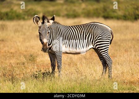 Un Grevy Zebra si pascolano nella campagna di Samburu In Kenya Foto Stock