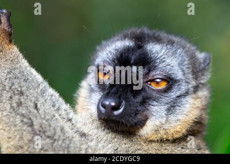 Lemuri in una foresta pluviale sugli alberi, saltando da albero ad albero Foto Stock