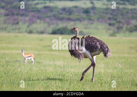 Gli uccelli di struzzo stanno pascolando sul prato in campagna Del Kenya Foto Stock