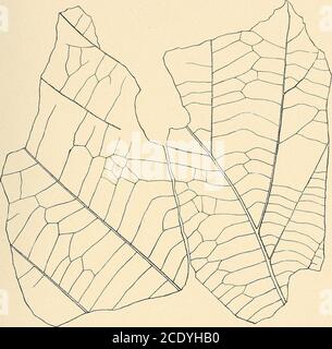 . Indagine geologica del Maryland . PLANTAE. PIASTRA LXXV. PAGINA Platanus sp. ? HOLLICK 232 MARYLAND INDAGINE GEOLOGICA. PLIOCENE E PLEISTOCENE, PIASTRA LXXV. PLANTAE. INDICE GENERALE Abbe, Cleveland, Jr., 53, 123.Alexander, J. H., 29, 43.Aluvial, 27. Alluvion Soil, 26.Anacostia River, sezione di Talbot forma vicino, 97.Atkinson, Gordon T., 5.Atlantic City, N. J., 144. B Fiume posteriore, alla foce di, 204. Bartsch, Paul, È. Bay Ridge, Md., 217. Bay Shore, Md., 193. Bibbins, A., 36, 54, 168. Bibliografia, 40-56. Blumenbach, 150. Bodkin Point, M., 217, 218, 219, 226, 234, 235, 236.Bonsteel, J. A., 38, 55. Foto Stock