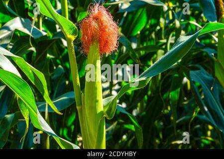 Un'immagine frontale selettiva del campo di mais biologico giovane presso l'azienda agricola. Foto Stock