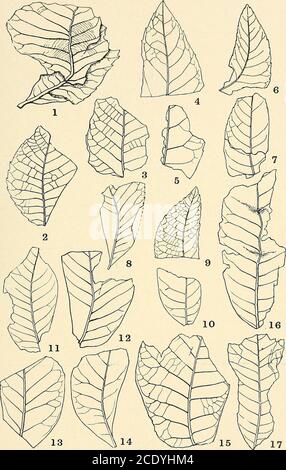 . Indagine geologica del Maryland . PIASTRA LXXII. PAGINA figg. 1, 16, 17. Hicoria pseudo-glabra Hollick 221 Fig. 2. Prunus ? Merriami Knowlton 233 fichi. 3-5. Quercus glennii Hollick 226 fichi. 6-10. Pterocarya denticulata (Web.) Heer 222 figg. 11-14. Sapindus marylandtcus Hollick 234 Fig. 15. JtjGlans acuminata al. BR 220 INDAGINE GEOLOGICA DEL MARYLAND. PLIOCENE E PLEISTOCENE, PIASTRA LXXII.. PLANTAE. PIASTRA LXXIII. PAGINA figg. 1-6. Platanus aceoides Gceppert 231 279 MARYLAND INDAGINE GEOLOGICA. PLIOCENE E PLEISTOCENE, PIASTRA LXXIII. Foto Stock