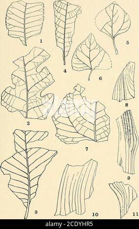 . Indagine geologica del Maryland . PLANTAE. PIASTRA LXX. PAGINA Fig. 1. Ulmus betuloides Hollick. 228 Fig. 2. Queecus pseudo-alba Hollick 227 Fig. 3. Fagus sp. ? Hollick. 226 Fig. 4. Hicokia sp. ? Hollick 222 Fig. 5. Populus pseudo-tremuloides Hollick 224 Fig. 6. Populus clarkiana Hollick 223 Fig. 7. Populus latior al. BR. ? 224 figg. 8-11. Monocotiledone, ecc. sp. ? HOLLICK 220 MARYLAND INDAGINE GEOLOGICA. PLIOCENE E PLEISTOCENE, PIASTRA LXX. PLANTAE. PIASTRA LXXI. PAGINA figg. 1-6. Quekcus pseudo-alba Hollick 227 figg. 7, 8. Acer sp. ? Hollick 234 Fig. 9. Celtis pseudo-crassifolia Hollick 230 Fig. 10. Foto Stock