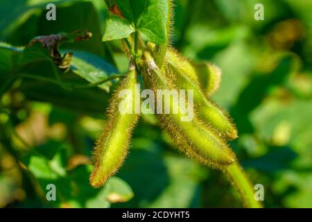 Cialde di soia, primo piano. Piantagione agricola di soia e sole. Pianta di soia in campo soleggiato . Fagioli di soia verdi crescenti contro la luce solare Foto Stock