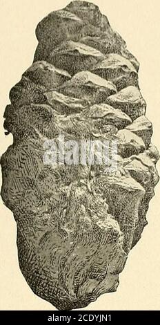 . Indagine geologica del Maryland . PIASTRA LXVII. PAGEFig. 1. PlNUS ECHINATA Mill 217 Fig. 2. Pinus strobus Linne 218 Fig. 3. Osmukda sp.? HOLLICK 217 273 MARYLAND INDAGINE GEOLOGICA. PLIOCENE E PLEISTOCENE, PIASTRA LXVII.. Foto Stock