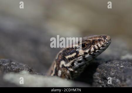 Comune parete lucertola podarcis muralis Rettile primo piano Ritratto chiaro Foto Stock