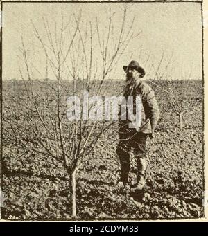 . La compagnia di colonia Howard e Wilson di Madera . Ruit come sono i portatori regolari e pesanti, e per v^fhich c'è la domanda di mostruoso, paj^ing dovuta attenzione alla qualità del suolo e altre condizioni. Il futuro di questo settore è eccellente. La domanda di frutta della California nella Kastis continua ad aumentare; e prezzi equi possono essere sempre ragionevolmente attesi. Il nostro frutto è più grande dell'Oriente e uguale ad esso nel sapore, e generalh-commandsa prezzo più alto a causa del suo aspetto fine. In questo stato non c'è niente di meglio che non sia qui nella contea di Fresno. Le nostre pesche a. Foto Stock