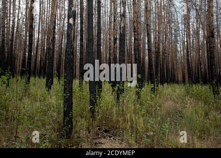 Due anni dopo un enorme incendio nella foresta di Treuenbrietzen nell'agosto 2018 tra i pini scozzesi bruciati e morti, si stanno sviluppando nuovi alberi. Foto Stock