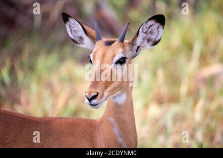 Antelope è in piedi tra le piante nella savana Foto Stock