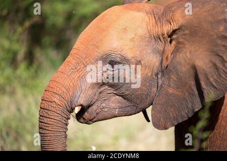 Una testa di un giovane elefante rosso davanti al boccola Foto Stock