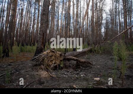 Due anni dopo un enorme incendio nella foresta di Treuenbrietzen nell'agosto 2018 tra i pini scozzesi bruciati e morti, si stanno sviluppando nuovi alberi. Foto Stock