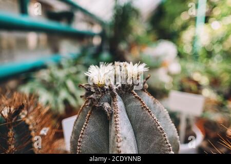 Fiore pianta Cactus nel giardino, primo piano Foto Stock