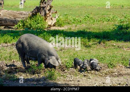 Maiale Turopolje con piccoli maialini Foto Stock