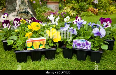 Impianti di tappo di Pansy Foto Stock