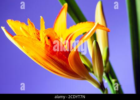 Fiore giglio, colore arancio, primo piano su sfondo viola Foto Stock