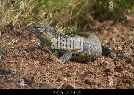 Nile monitor Varanus niloticus grande membro della famiglia di monitor Varanidae Foto Stock