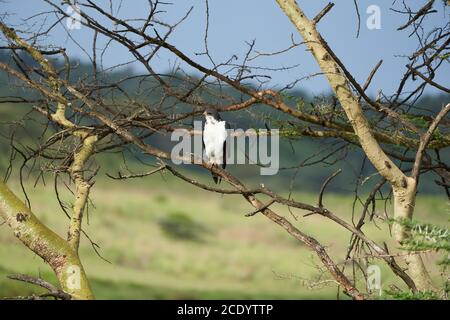Coppia di buzzard di augur Buteo augurarge uccello africano di preda con Cattura orientale verde mamba Dendroaspis angusticeps altamente venomous Foto Stock