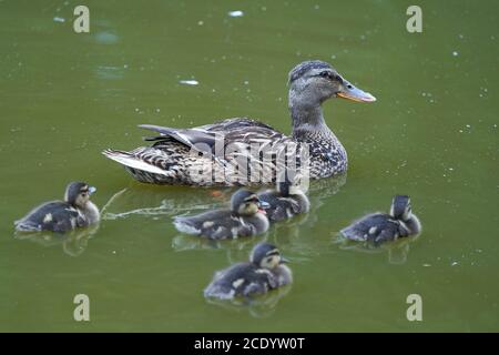 Mallard Anas platyrhynchos dabbling anatra con prole Foto Stock