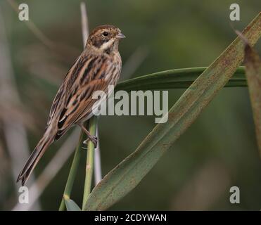 Giovane conigliatura di Reed comune seduta sul gambo di Reed Foto Stock