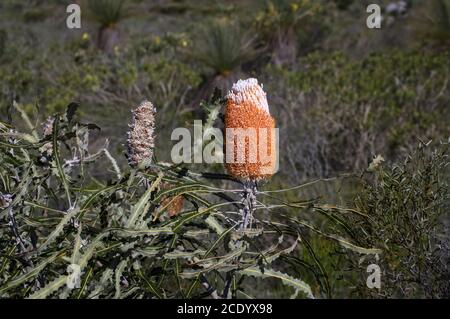 Woolly Orange Banksia – fiore selvatico endemico in Australia Occidentale Nella regione di Kalbarri Foto Stock