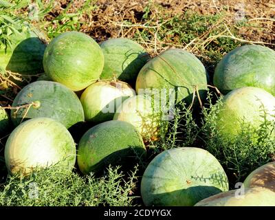 Cocomeri israeliani nei campi. Fotografia in primo piano. Foto Stock