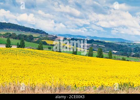 Paesaggio agricolo misto nel sud-ovest della Francia. Campi di girasole e vigneti, colline e foreste. Foto Stock