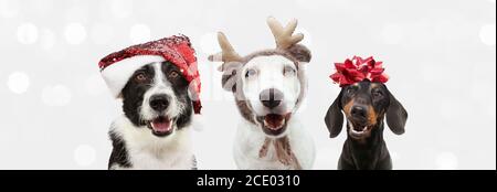 Gruppo di tre cani che festeggiano il natale con un cappello babbo natale e renne con un nastro rosso. Isolato su sfondo grigio. Foto Stock