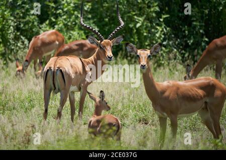 Impala Group Impalas Antelope Ritratto Africa Safari Foto Stock