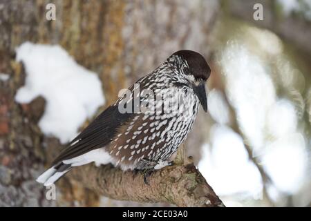 Nutcracker macchiato anche nutcracker eurasiatico Nucifraga caryocatactes passerine uccello leggermente Più grande di Eurasian jay Svizzera Foto Stock