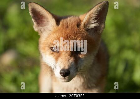 Red Fox Ritratto Vulpes Vulpes sera Sole Foto Stock