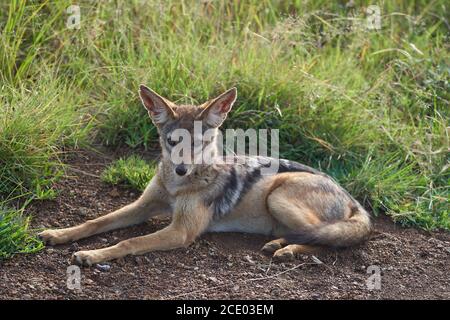 Golden Jackal Canis Aureus Safari Wild Ritratto Foto Stock