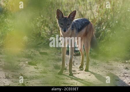 Golden Jackal Canis Aureus Safari Wild Ritratto Foto Stock