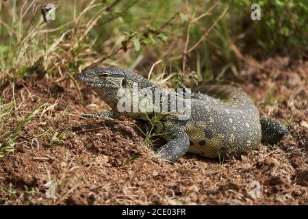 Nile monitor Varanus niloticus grande membro della famiglia di monitor Varanidae Foto Stock
