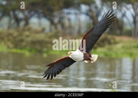 Pesce africano Aquila Mare cattura pesca Lago Caccia Haliaetus vocifer Foto Stock