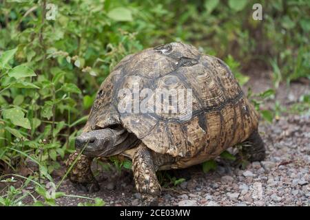 Leopardo tartaruga Stigmochelys pardalis Africa Kenya Tanzania grande e attrattiva segnato trovato nelle savane Foto Stock