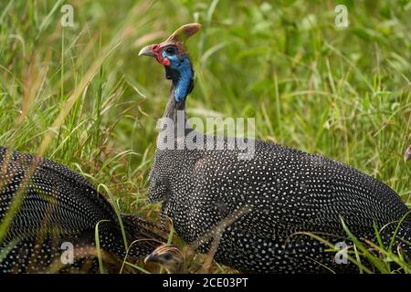 Helmeted guineafonl coppia Kenya Numida meleagris Numididae Numida Foto Stock