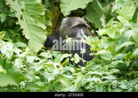 Scimmia blu scimmia diademed Cercopithecus mitis Ritratto specie del vecchio mondo monke Foto Stock