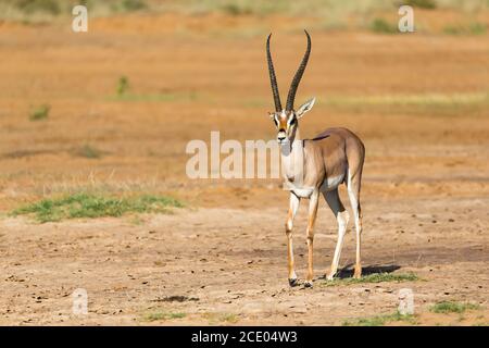 Carta da Parati Gazzelle di Grant nel cratere Ngorongoro, Tanzania