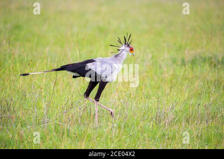 La segretaria dell'uccello cammina attraverso un campo verde Foto Stock