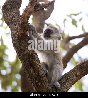 Una piccola scimmia sta giocando sul ramo di a. albero Foto Stock