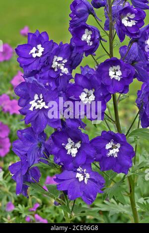 larkspur, Fontana magica blu scuro Foto Stock