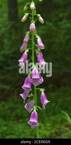 Guanto comune, guanto viola, guanto da donna, Habitat Foto Stock