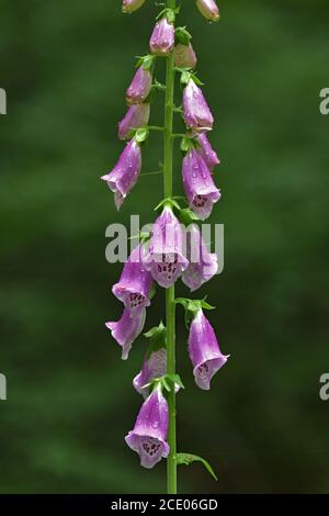 Guanto comune, guanto viola, guanto da donna, Habitat Foto Stock