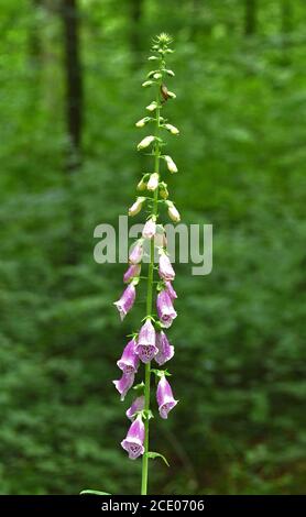 Guanto comune, guanto viola, guanto da donna, Habitat Foto Stock